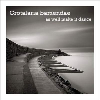 crotalaria bamendae.jpg